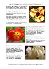 Tulpe-Erfolgsgeschichte.pdf